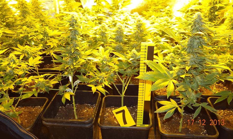 2014-1-28-1325marihuana 03.JPG